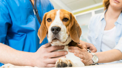 Cushing Syndrom beim Hund