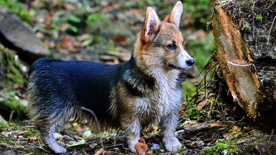 Hund frisst Erde