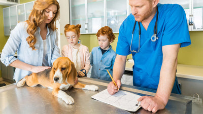 Herzinsuffizienz beim Hund