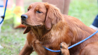 Die Hirschlausfliege beim Hund