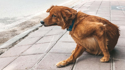 Hund kratzt sich ständig