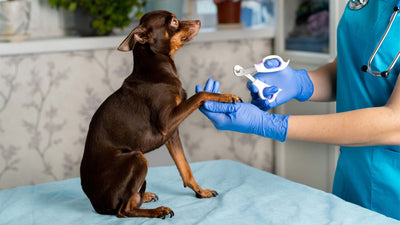 Krallen beim Hund schneiden