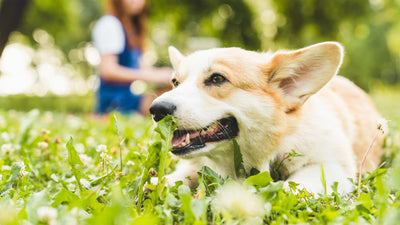 Milben beim Hund