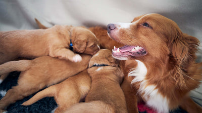 Trächtigkeit beim Hund