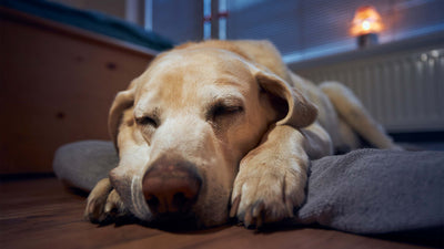 Wie viel Schlaf brauchen Hunde?