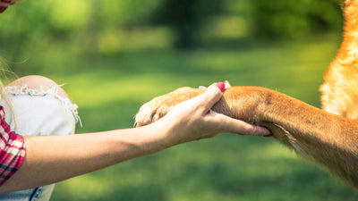 Wolfskralle beim Hund