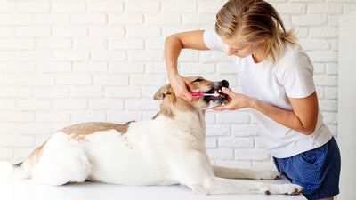 Zahnwechsel beim Hund