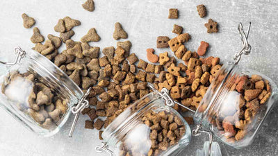 Dürfen Hunde Katzenfutter essen?