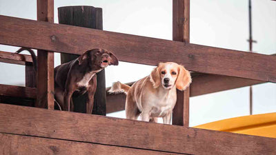 Hund bellt andere Hunde an: Ursachen und Lösungen