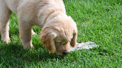Hund hat Plastik gefressen: Was zu tun ist