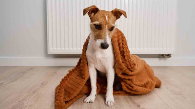 Bruits gastro-intestinaux forts chez le chien : remèdes maison et conseils