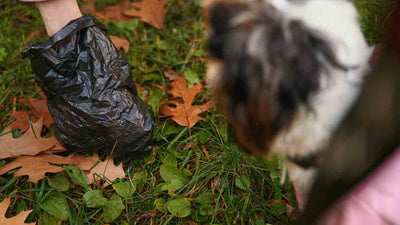 Selles de chien : d’abord fermes, puis molles – causes et solutions