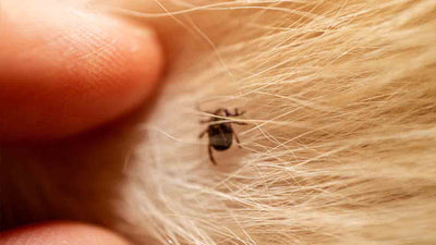 Tête de tique coincée chez le chien : que faire ?