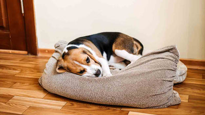 Chien qui râle : causes, symptômes et conseils pour l’aider