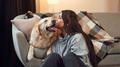 Warum kuschelt sich dein Hund nachts an dich?