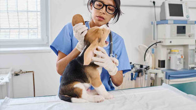 Lymphknoten beim Hund: Alles, was du wissen musst