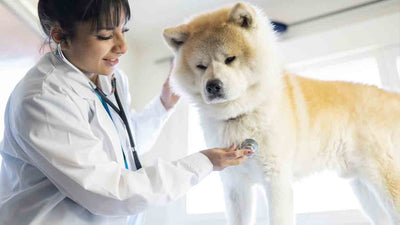 Chien qui mange de l’herbe et vomit du mucus blanc : causes, symptômes et solutions
