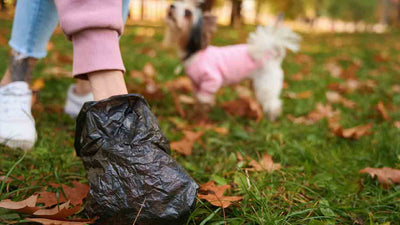 Diarrhée nocturne chez le chien : causes, conseils et solutions