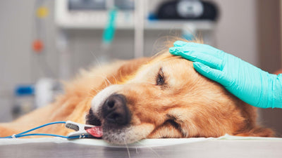 Milztumor beim Hund