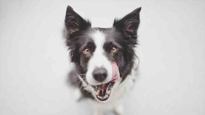 Lefzen beim Hund: Ursachen, Symptome und Hilfe