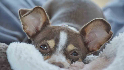 Hund starrt mich an: Was es bedeutet und wie du helfen kannst