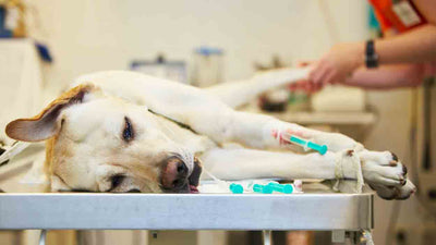 Anémie chez le chien : Symptômes, causes et traitement