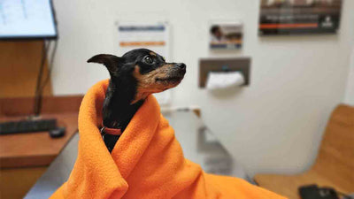 Vomissement jaune chez le chien : causes, symptômes et traitement