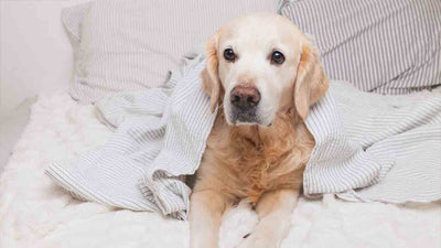 Étouffement chez le chien : causes, symptômes et aide