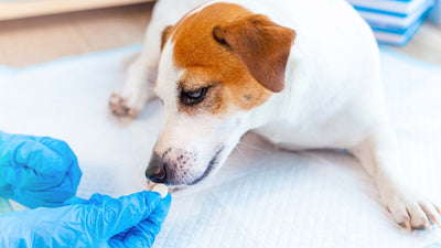 Analgésiques pour chiens