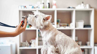 Warum tropft die Nase meines Hundes? Ursachen, Symptome und Tipps