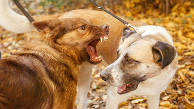 Warum ein Hund beißt