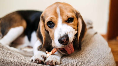 Pourquoi votre chien frappe