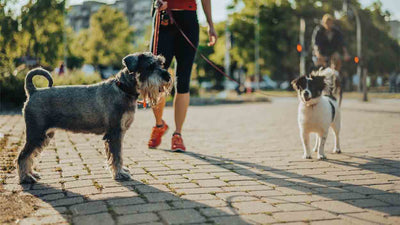 Wie bringe ich meinem Hund bei, andere Hunde zu ignorieren: Tipps, Übungen und FAQ