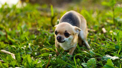 Hund klappert mit den Zähnen: Ursachen, Symptome und Tipps