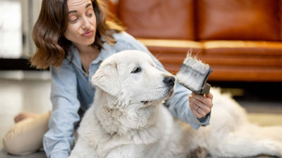 Haarausfall beim Hund