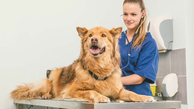 Anaplasmose chez le chien : Ce qu’il faut savoir