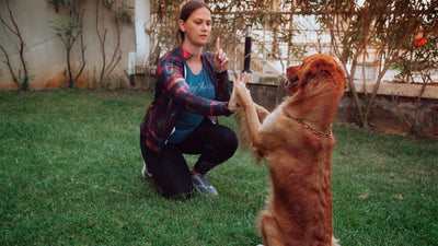 Physiothérapie pour chiens