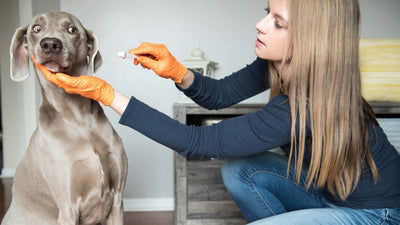 Soins dentaires pour chiens