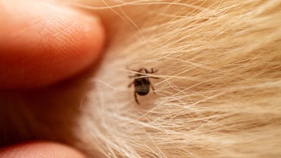 Protection contre les tiques pour chiens