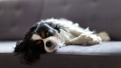 Sédatifs pour chiens