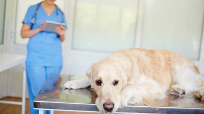 IBD chez le chien