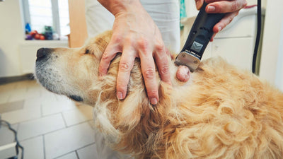 Mastzelltumor beim Hund