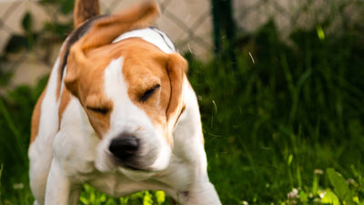 Pourquoi votre chien tremble