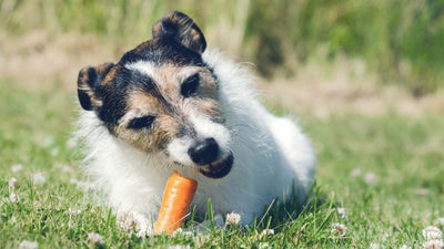 Nourriture légère pour chiens