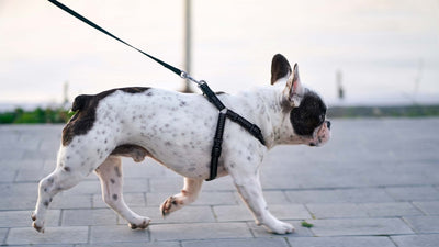 Leinenführigkeit beim Hund