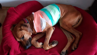 Leptospirose beim Hund