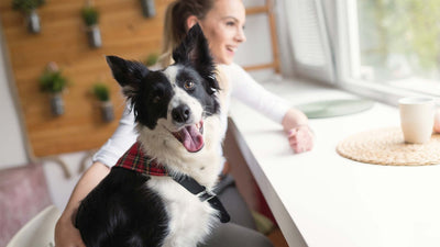 Hund stubenrein bekommen