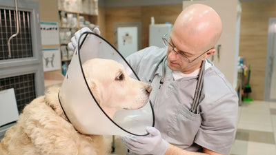 Analdrüsen beim Hund