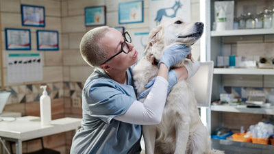 Giardien beim Hund