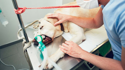 Darmverschluss beim Hund